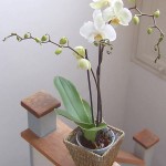original_moth-orchid